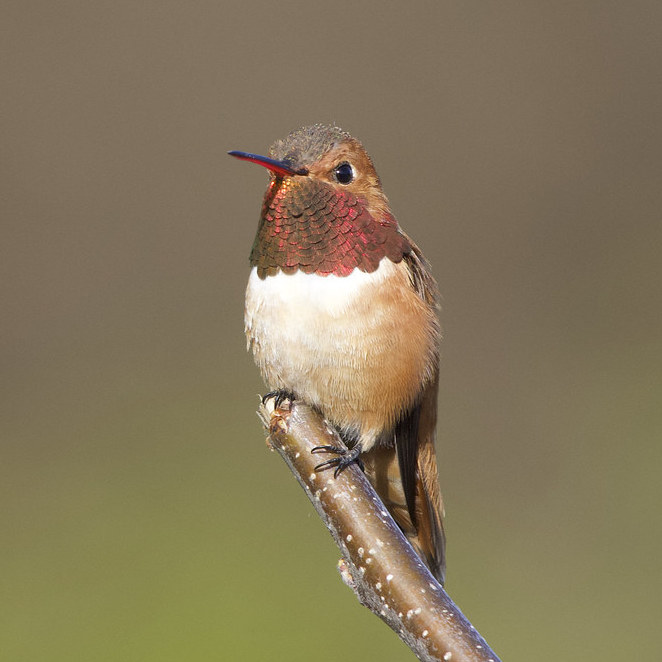 Male Rufous Hummingbird