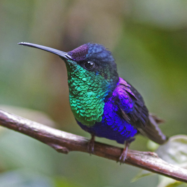 Male Violet-Crowned Hummingbird