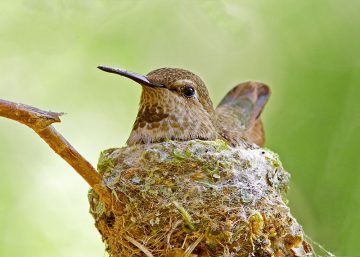 Hummingbird Nests: Everything You Never Knew