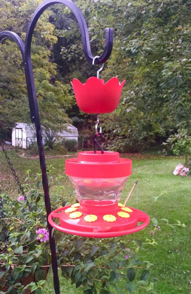 The Best Ant Moats Protect Your Hummingbird Feeder