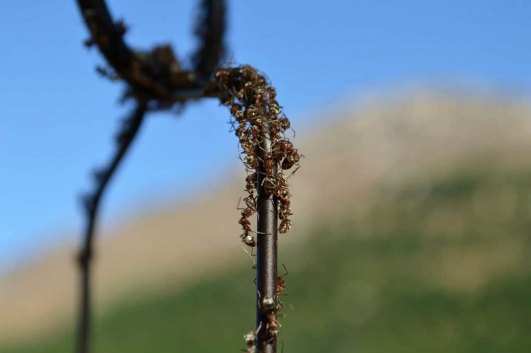 The Best Ant Moats Protect Your Hummingbird Feeder