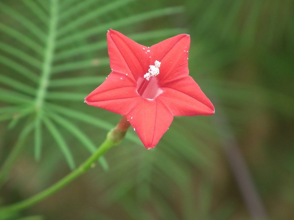 Cypress Hummingbird Vine Flower