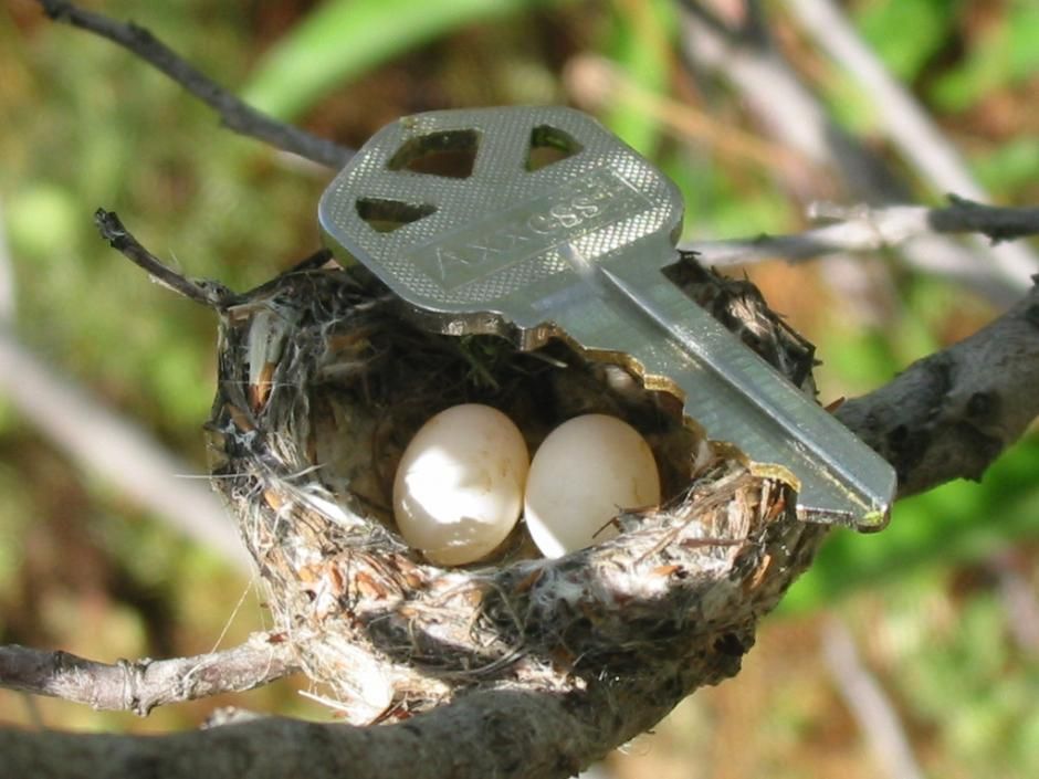 hummingbird eggs to scale