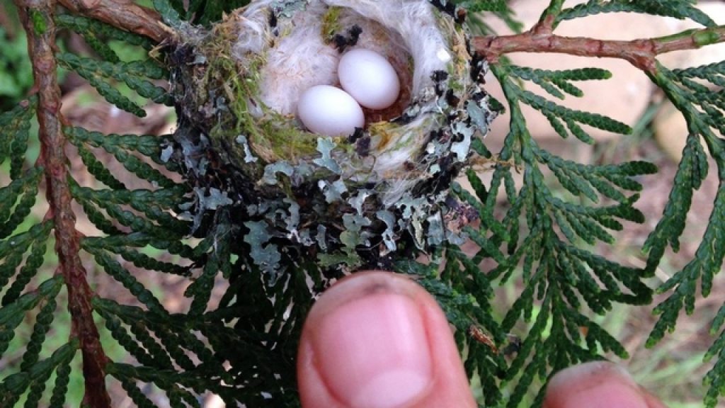 hummingbird eggs in nest with finger for scale