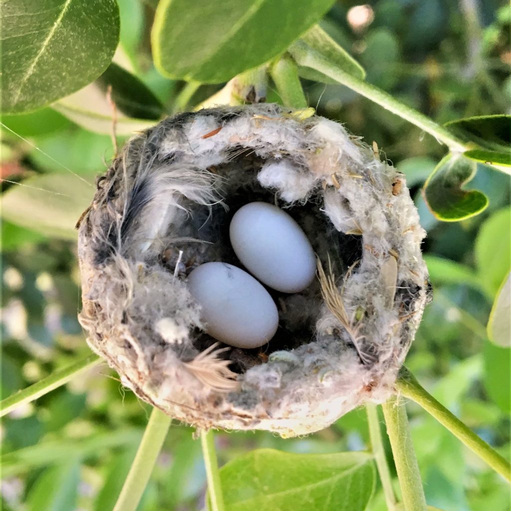 Two hummingbird eggs in nest