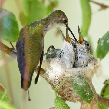 Hummingbird Nests: Everything You Never Knew