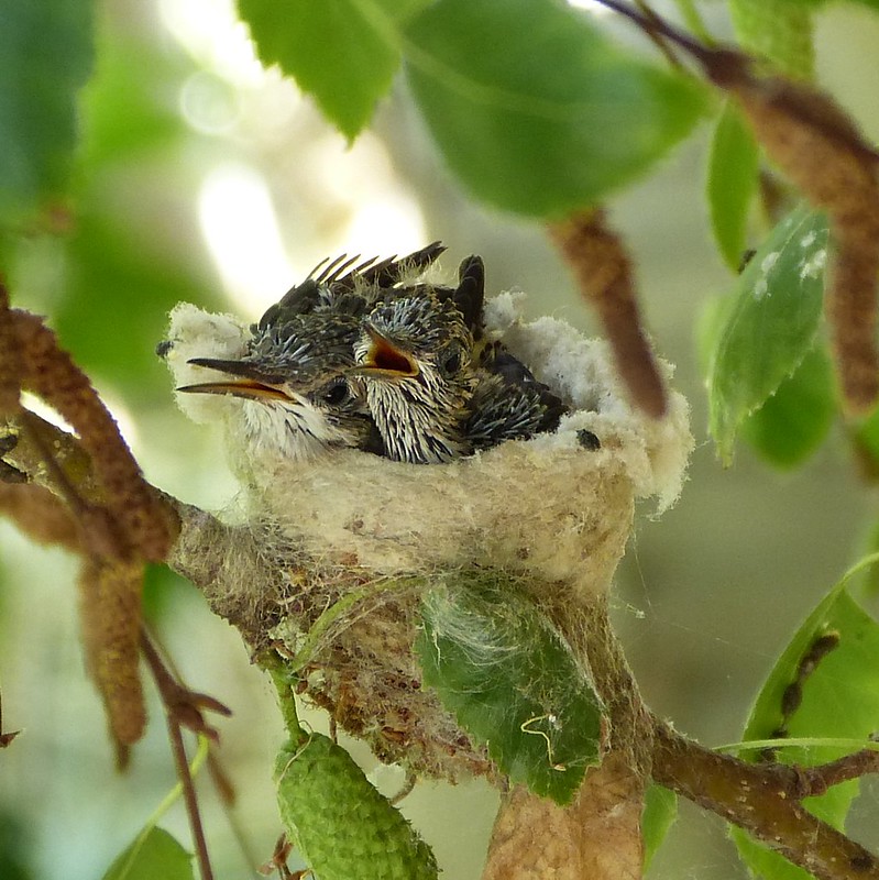 hummingbird nest