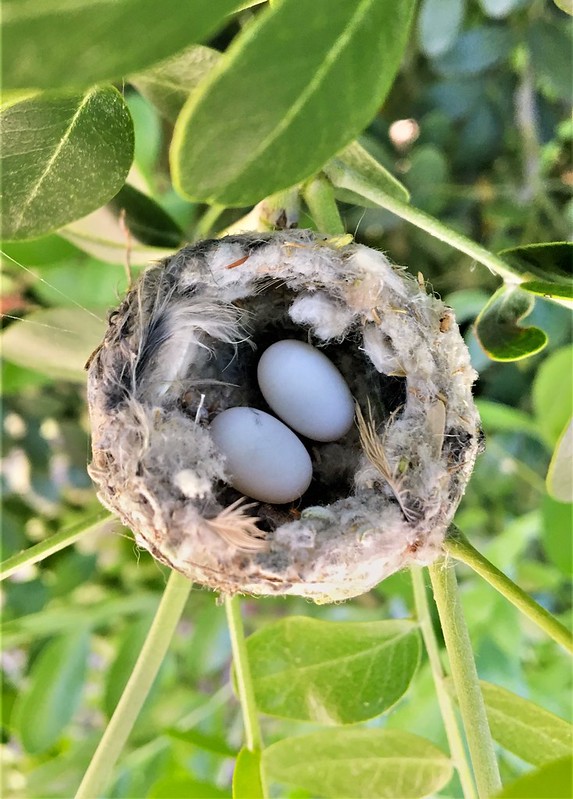 hummingbird nest with eggs