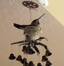 Hummingbird nest found in odd locations