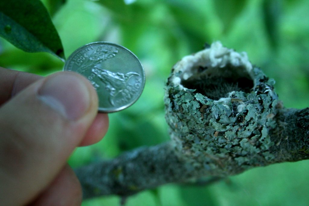 hummingbird nest size compared to quarter