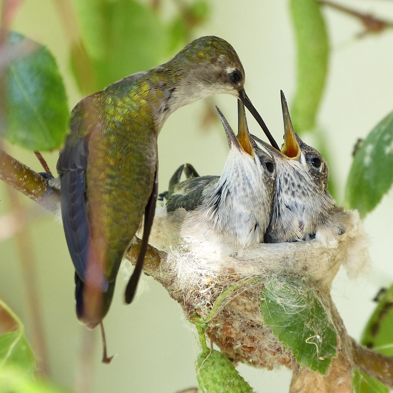 hummingbird nest with mother feeding babies