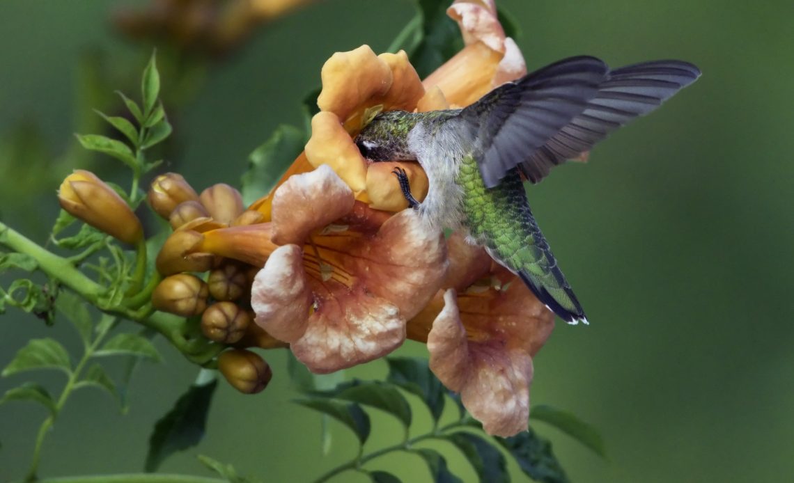 best hummingbird vines