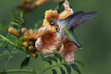 Hummingbird Vines: Best Vine Plants to Attract Hummingbirds