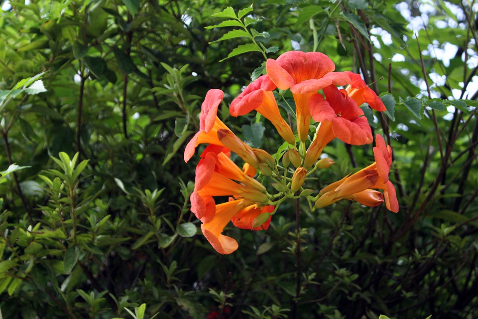 Trumpet Hummingbird Vine