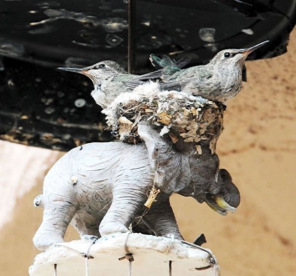 Hummingbird nest found in weird spot