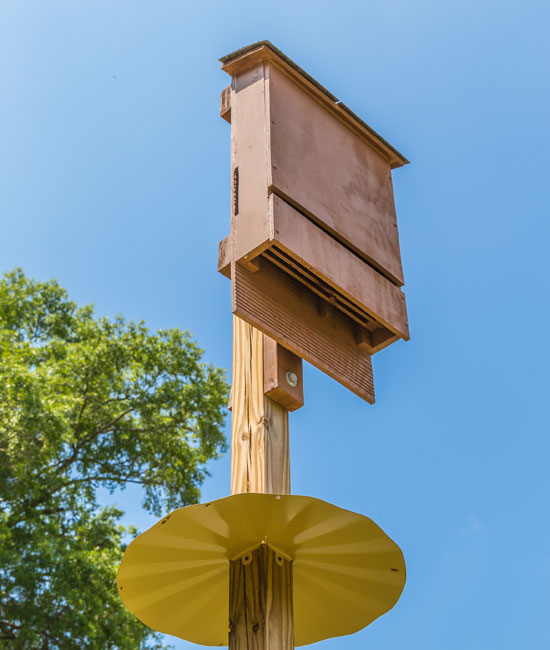 bat house placement: where to hang a bat house
