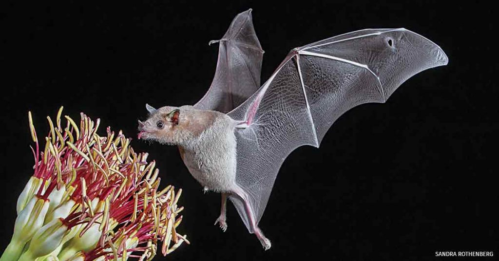 benefits of bats - pollination