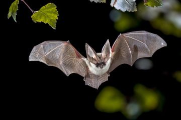 5 Surprising Benefits of Bats in Your Backyard