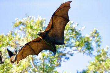 Bat Attractants: Do They Actually Work?