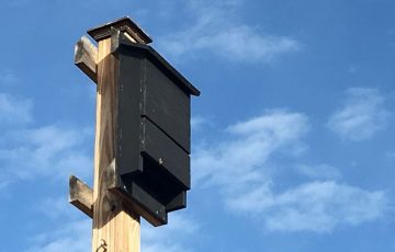 The Best Bat House Poles & How To Mount Them
