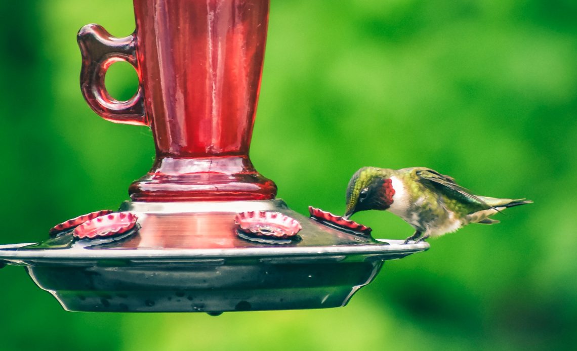 refrigerate hummingbird nectar