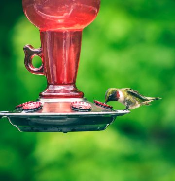 Does Hummingbird Nectar Go Bad?