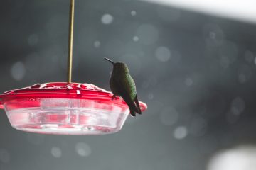 Feeding Hummingbirds in Winter - Everything you need to know