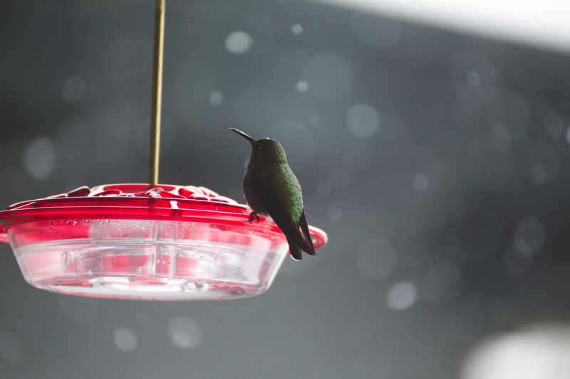 feeding-hummingbirds-in-winter
