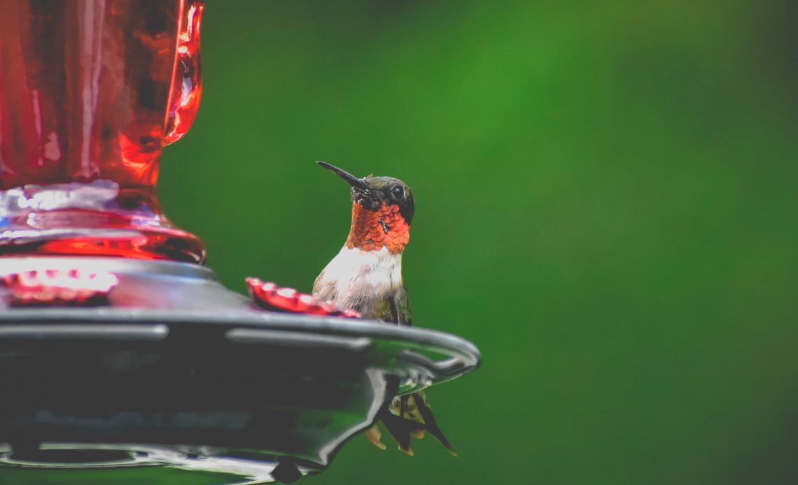 how-often-should-you-change-hummingbird-food-in-summer