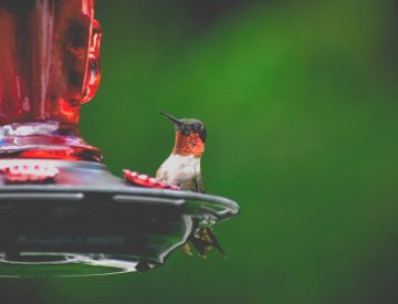 How often should you change hummingbird food in the summer?