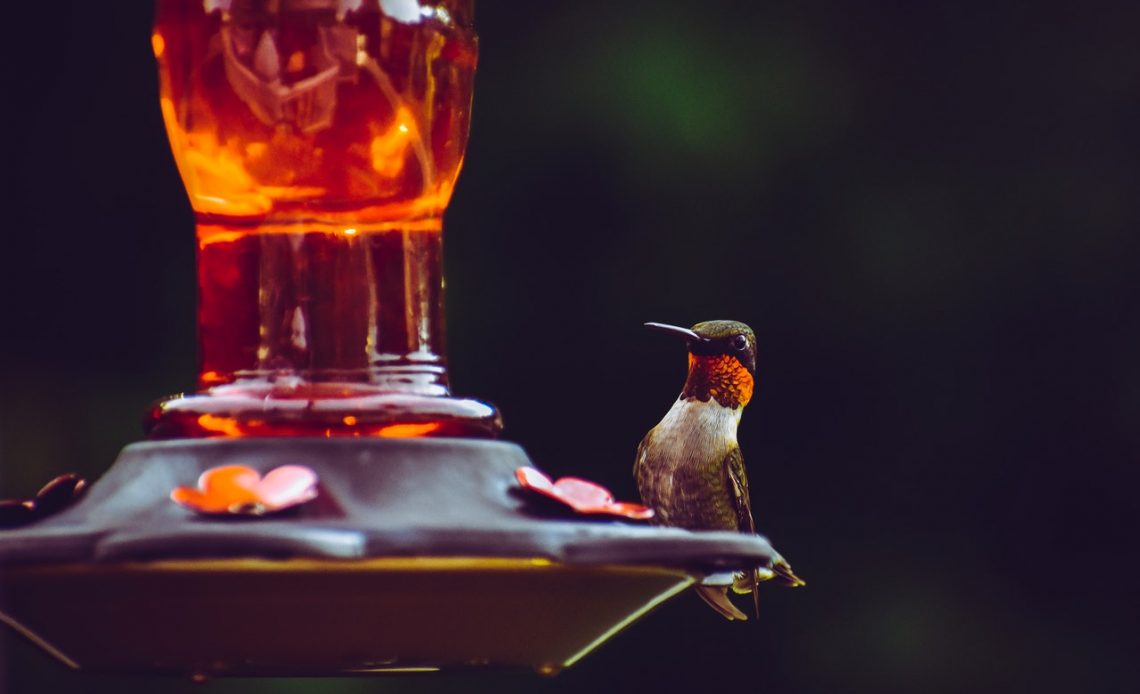 organic sugar for hummingbirds