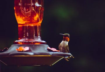 What kind of sugar is best for hummingbirds?