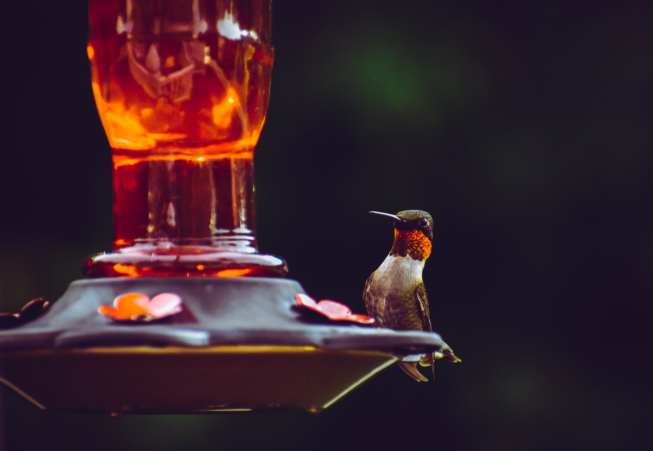 what-kind-of-sugar-is-best-for-hummingbirds