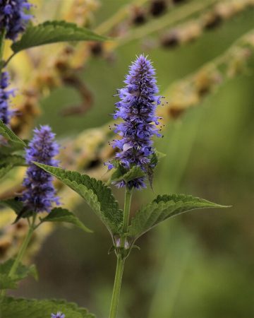 16 Perennial Flowers That Attract Hummingbirds