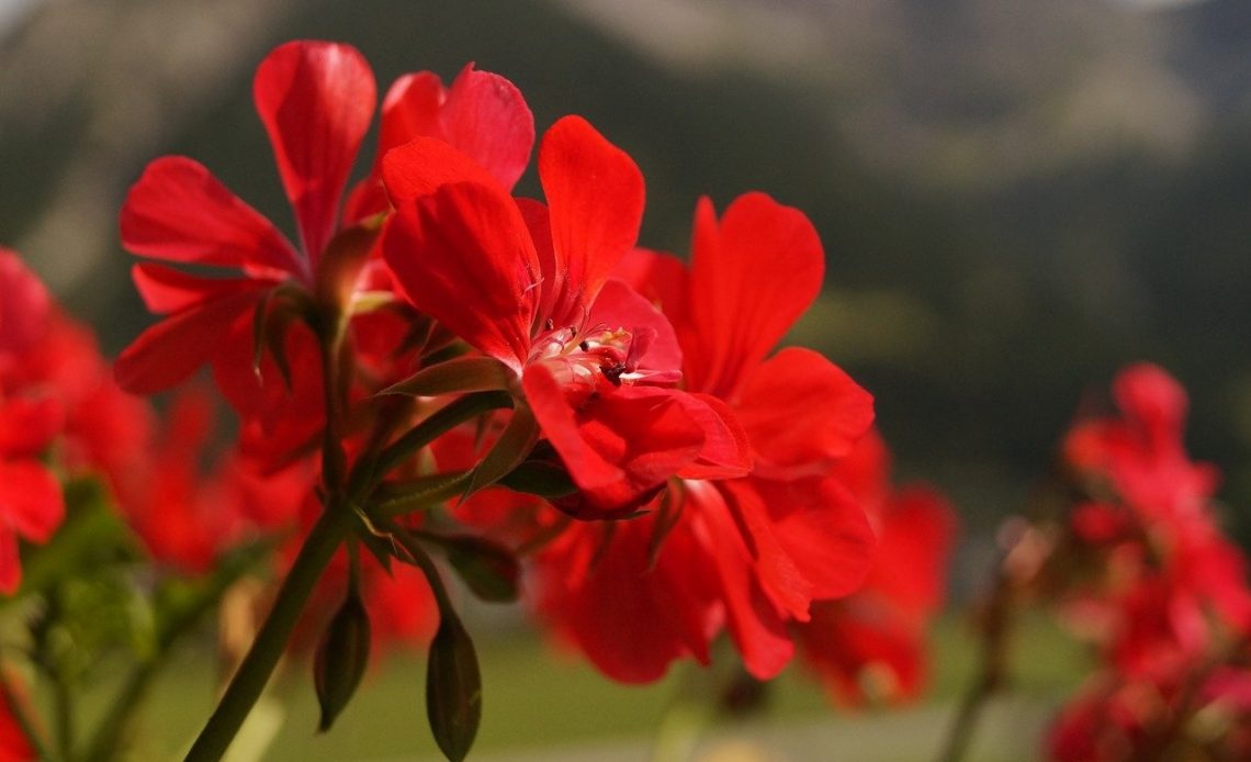 annual-flowers-that-attract-hummingbirds