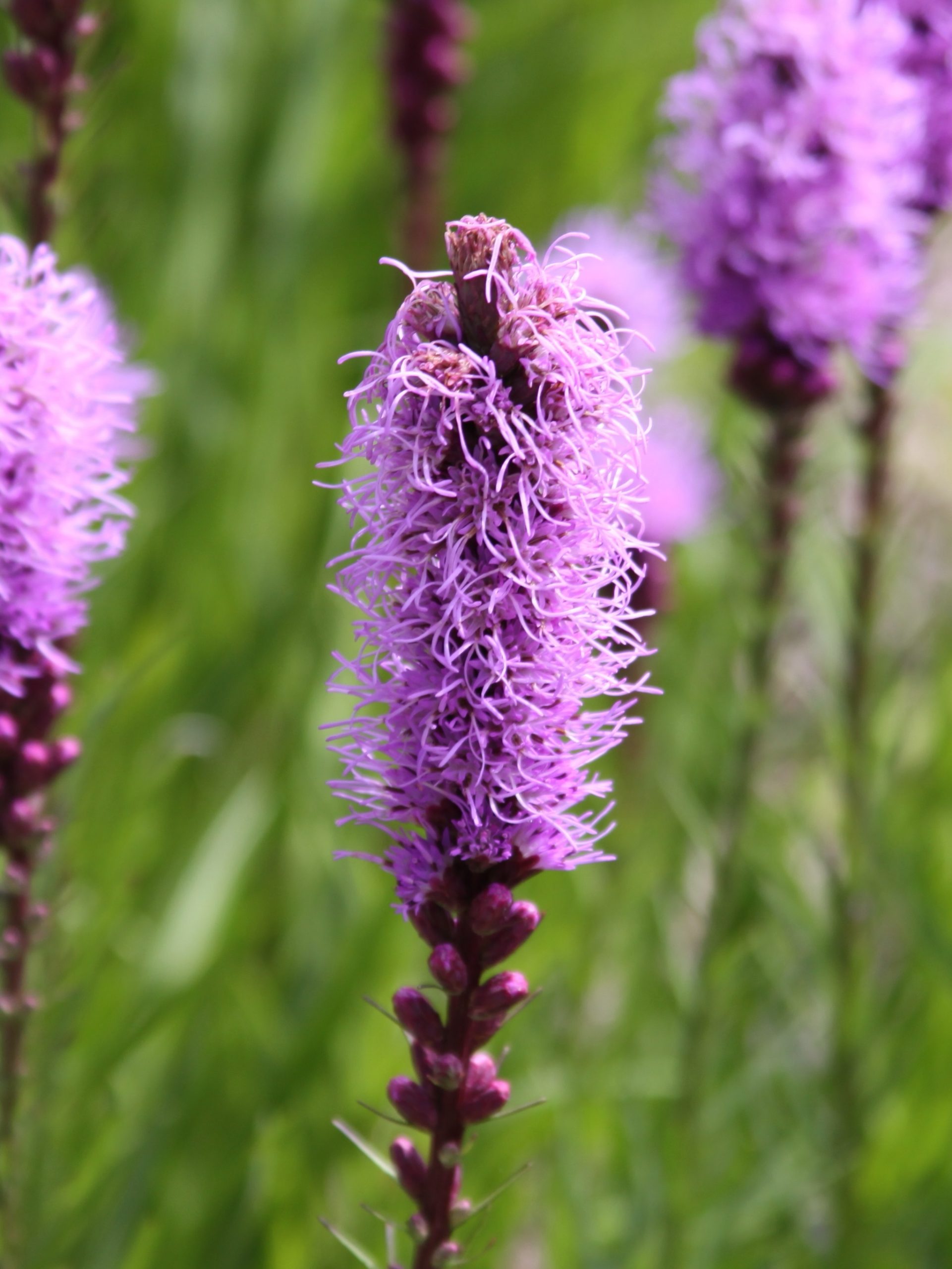 16 Perennial Flowers That Attract Hummingbirds