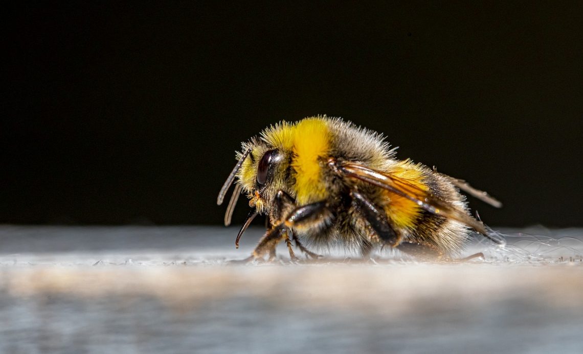 can-bees-grow-their-wings-back