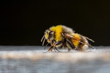 Can Bees Grow Their Wings Back?