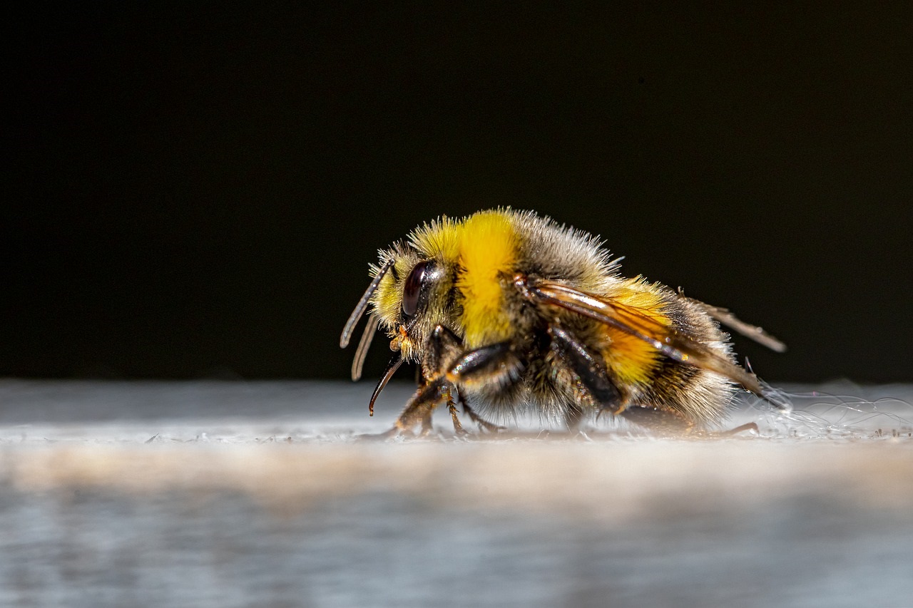 can-bees-grow-their-wings-back