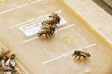 Can Bees Have Brown Sugar?