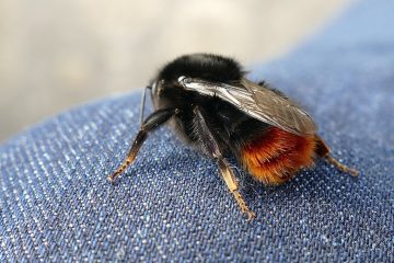 Can Bees Sting Through Jeans?