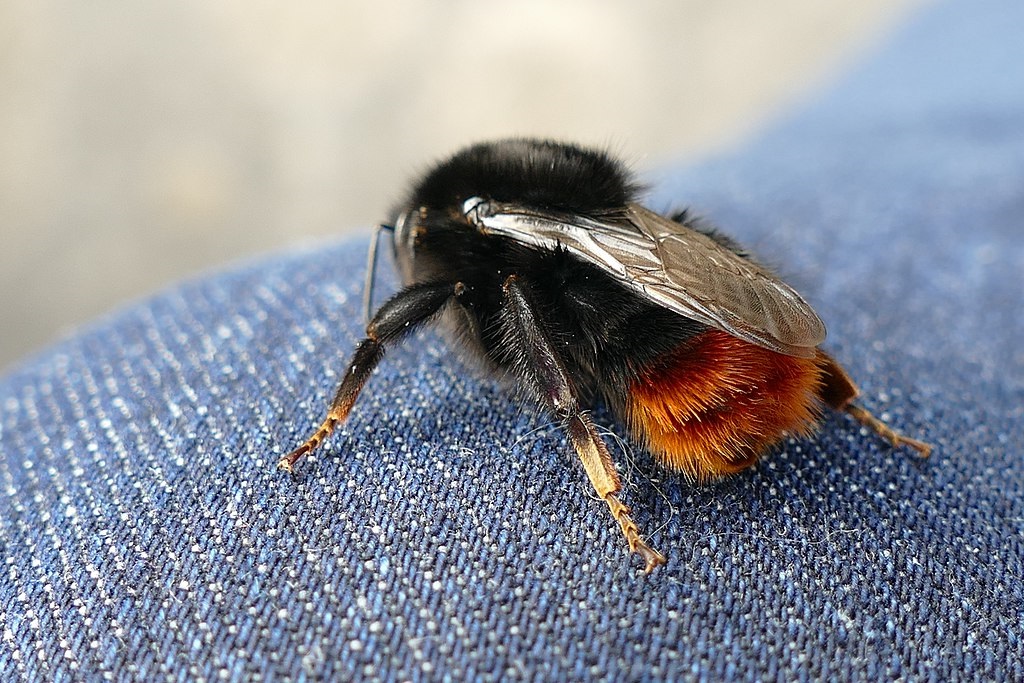 can-bees-sting-through-jeans