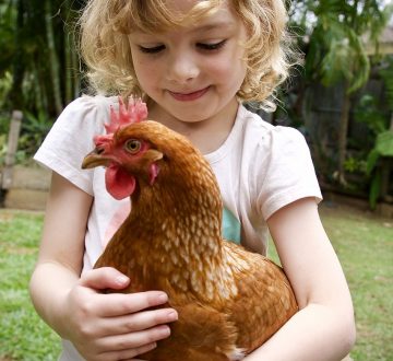Can Chickens Feel Love?