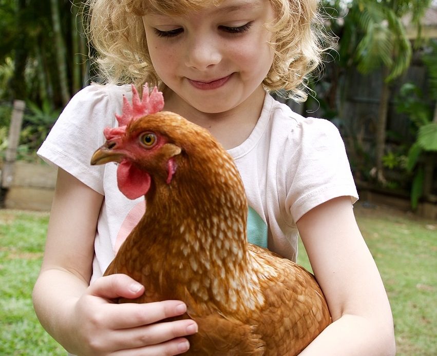 do chickens like being hugged