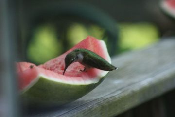 Can Hummingbirds Eat Watermelon?