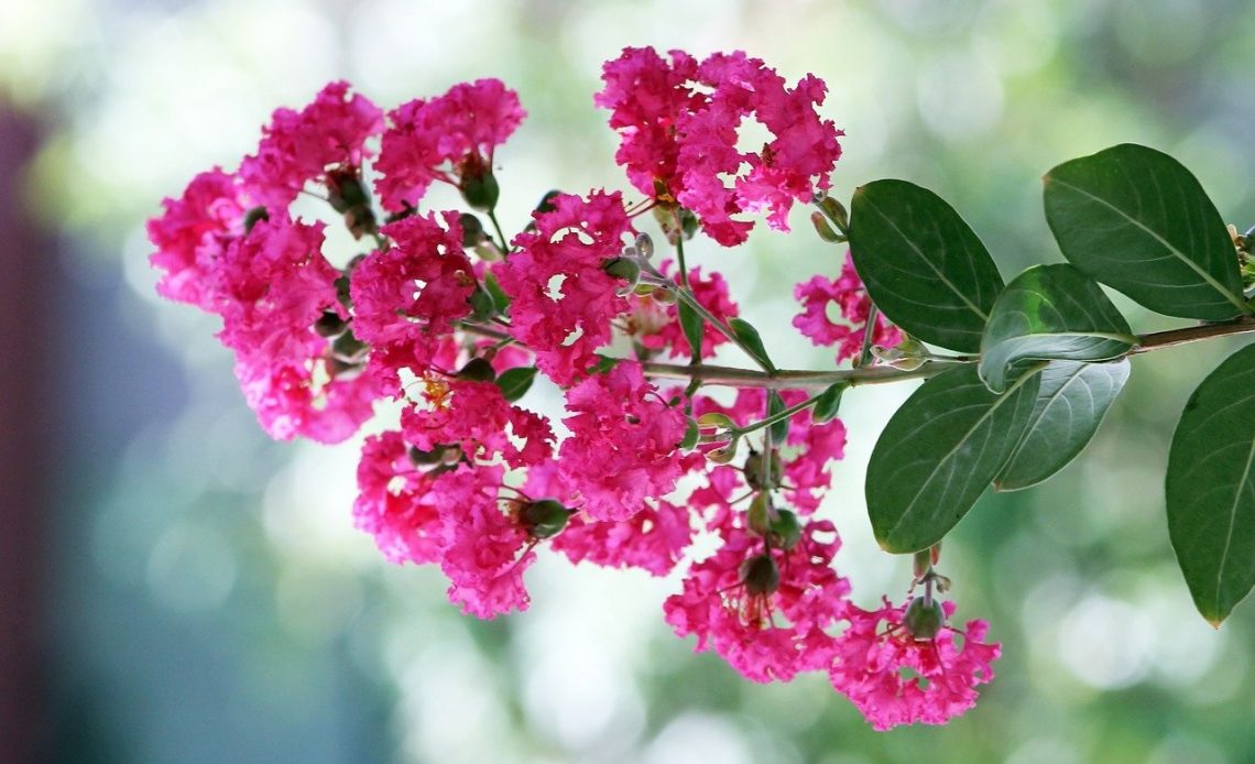 Do Crepe Myrtles Attract Hummingbirds?