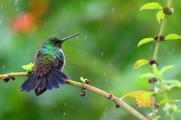 Do hummingbirds feed in the rain?
