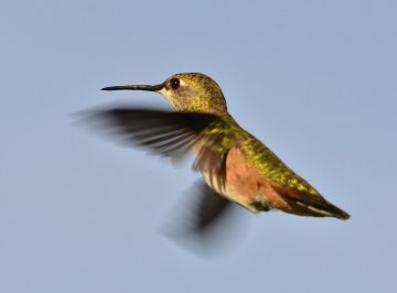 Do hummingbirds return to the same place every year?