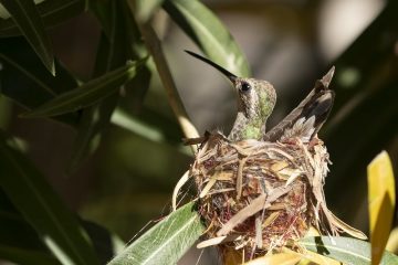 Do hummingbirds use birdhouses?