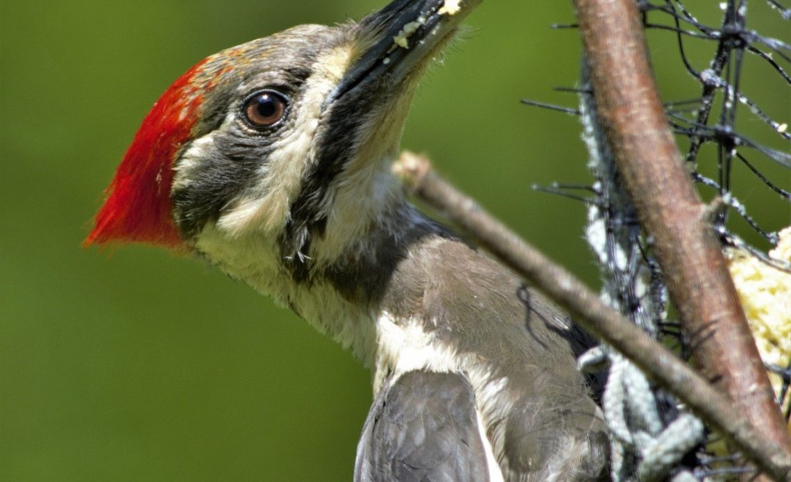 do-woodpeckers-attack-other-birds